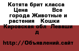 Котята брит класса › Цена ­ 20 000 - Все города Животные и растения » Кошки   . Кировская обл.,Леваши д.